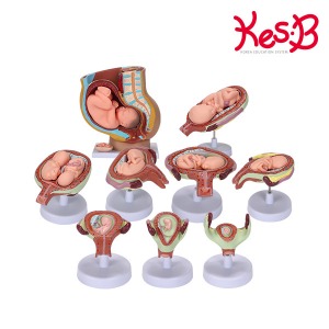 [캐스B]네이처 태아발육모형(2024)